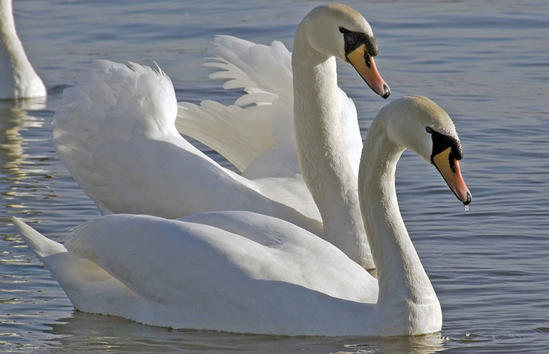 7 Swans a Swimming